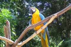 Honduras