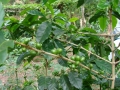 dsc00684