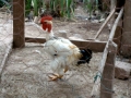 dsc00692