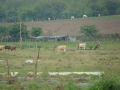 dsc00752