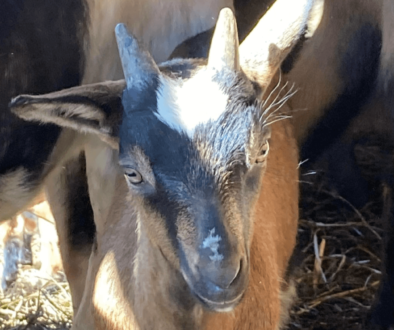 calvs-goat-20220418.jpg