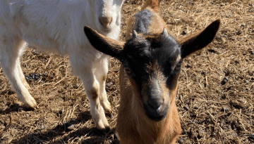 calvs-goat-coccidiosis-20220418.jpg