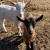 calvs-goat-coccidiosis-20220418.jpg